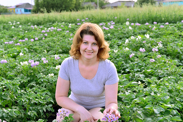 Blommande potatis