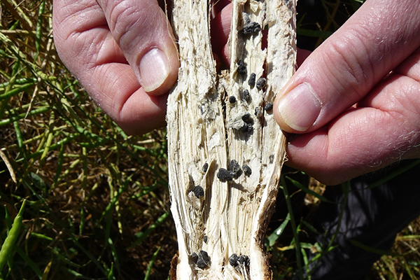 Sclerotia in infected wood