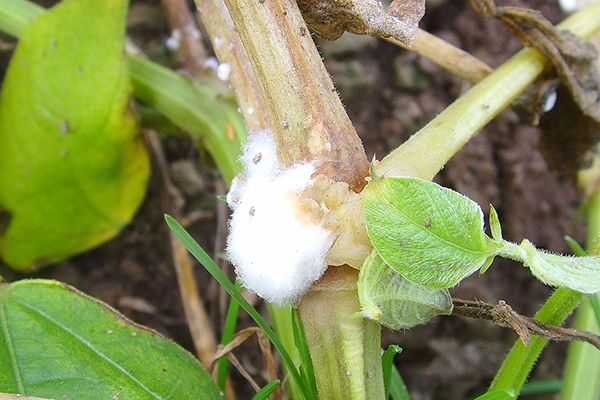 Escape afflicted with sclerotinia