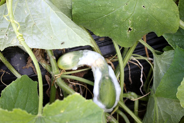 White rot on cucumber