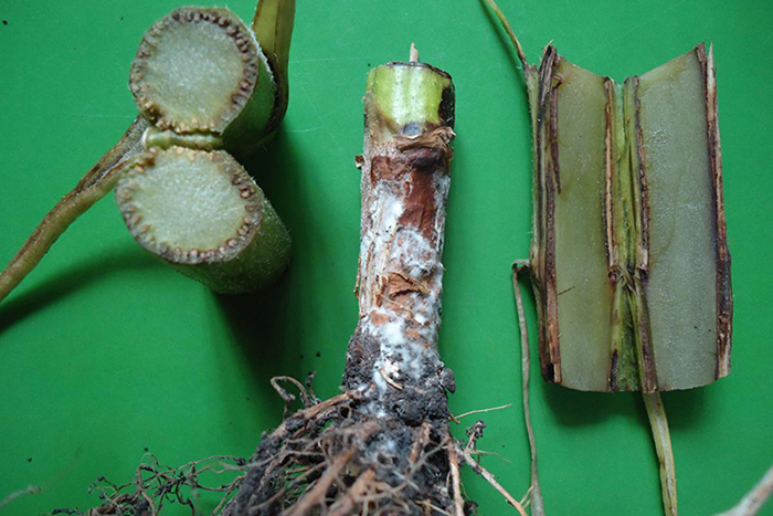 Sunflower sclerotinia