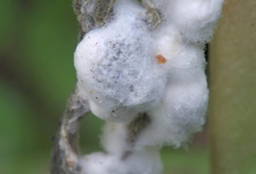 Podredumbre blanca en el jardín