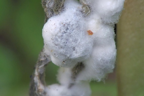 White rot in the garden