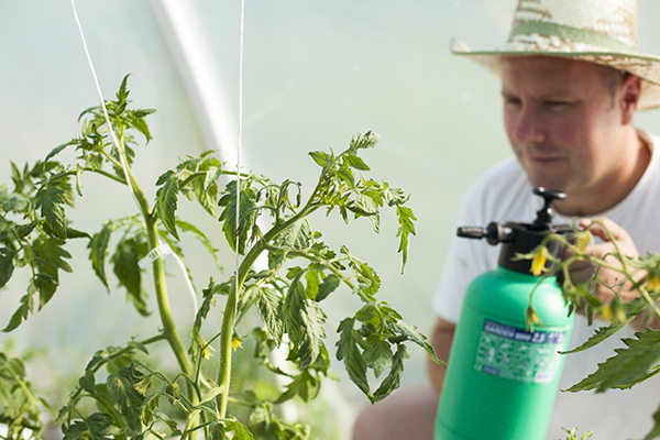 Spraying tomato in a greenhouse