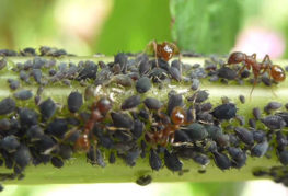 Black aphid colony