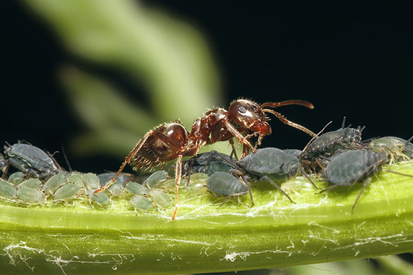 النمل والمن الأسود