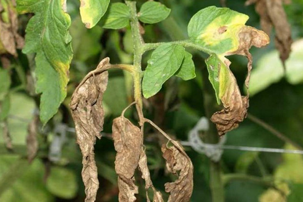 Characteristic signs of tomato fusarium wilt