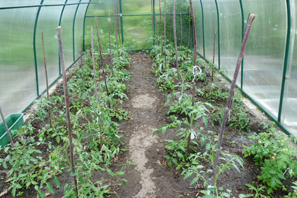 Damp greenhouse with tomatoes