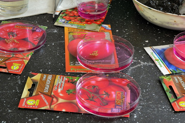 Processing tomato seeds before planting