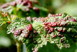 Signs of defeat by gall aphids