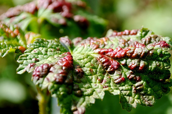 Signs of defeat by gall aphids
