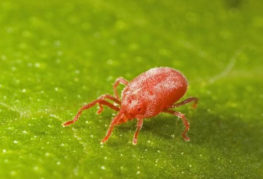 Mite đỏ - bọ cánh cứng nhà kính