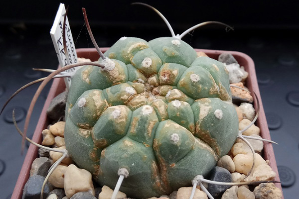 Symtom på en fästing angrepp av en kaktus