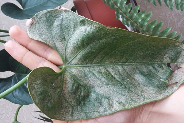 Hoja de anthurium dañada por garrapatas