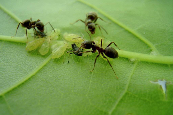 Bladlöss och myror