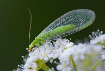 Lacewing op een bloem