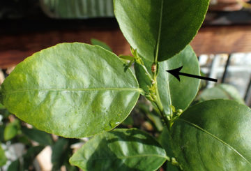 Escudo falso en una planta de interior