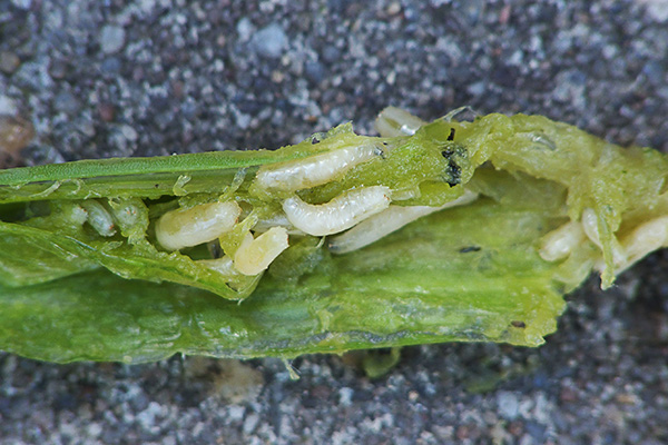 Onion fly larvae
