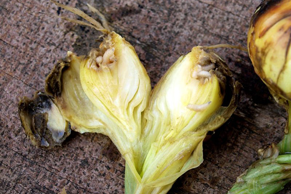 Bulb damaged by onion fly larvae