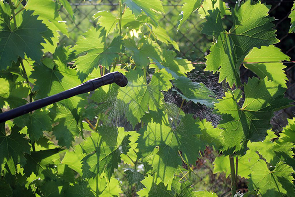 Spraying grapes