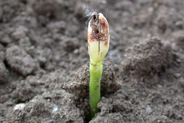 Bean sprout damaged by a sprout fly