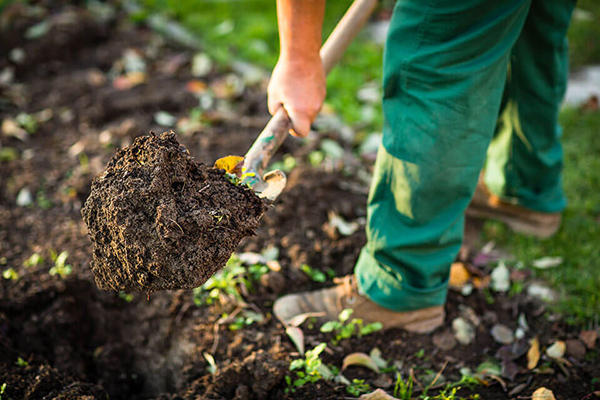 Digging a vegetable garden in spring