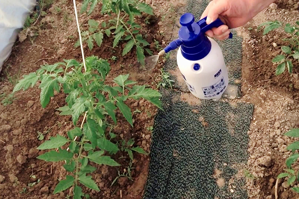 Spraying tomatoes