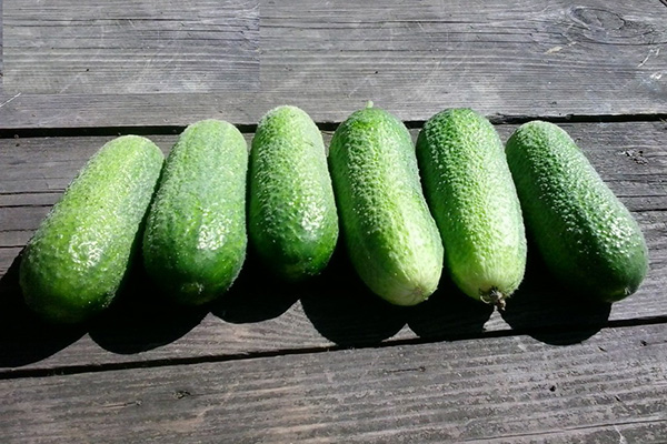 Cucumber fruit Adam F1