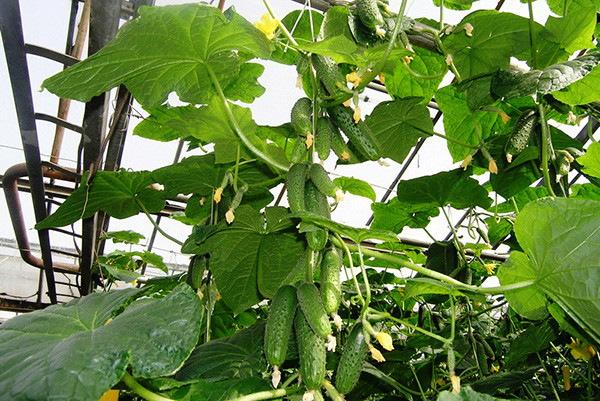 Growing cucumbers Adam F1
