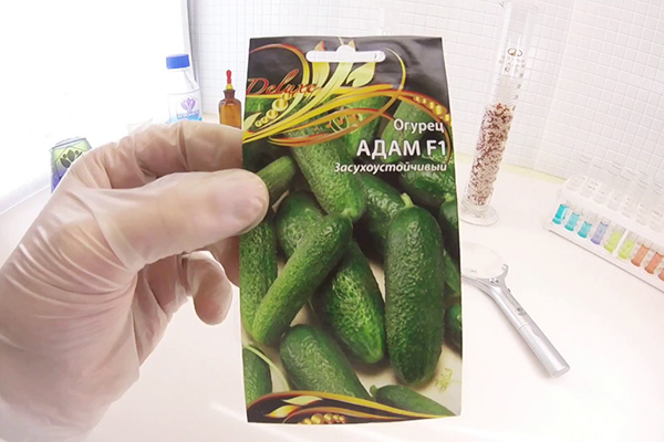 Cucumber seeds Adam F1
