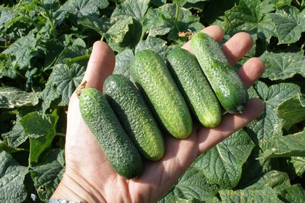 Cucumbers Adam F1