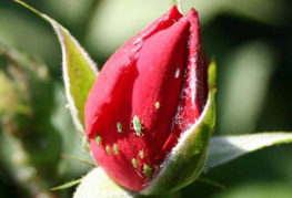 Bladlöss på en rosebud