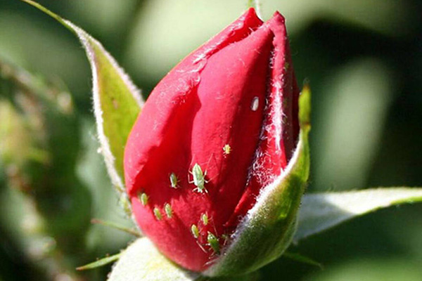 Rệp trên cây hoa hồng