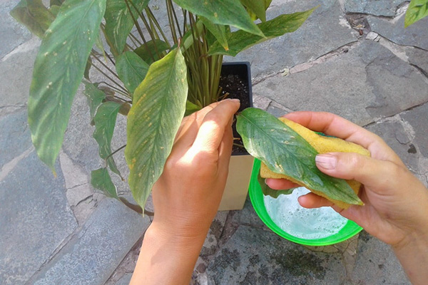Премахване на листни въшки със сапунена вода