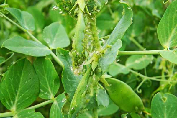 Aphids on peas