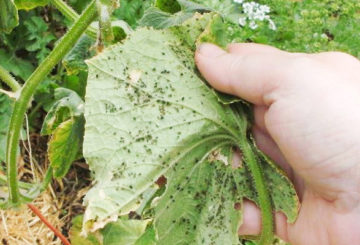 Bladluizen op courgette