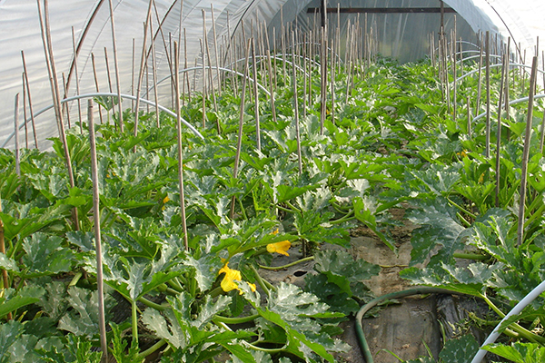Zucchini in a greenhouse