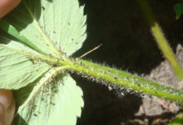Aphids on strawberries