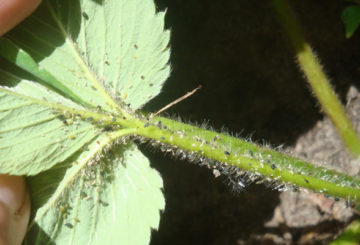 Bladluizen op aardbeien