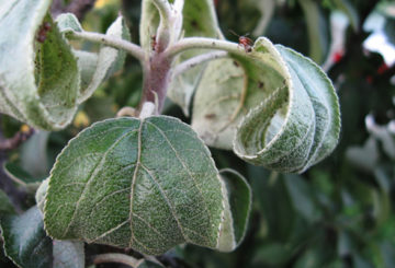 Bladluizen en mieren op een appelboom