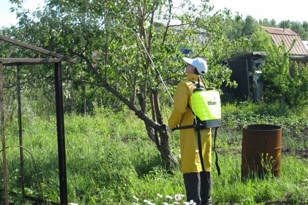 De appelboom besproeien