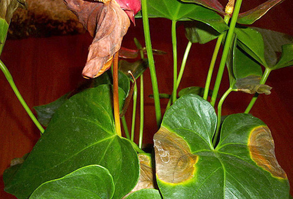 Spots on the leaves of anthurium