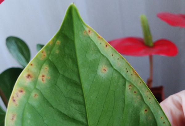 Symptoms of anthurium infection with anthracnose