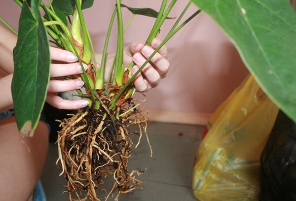 Anthurium-transplantatie