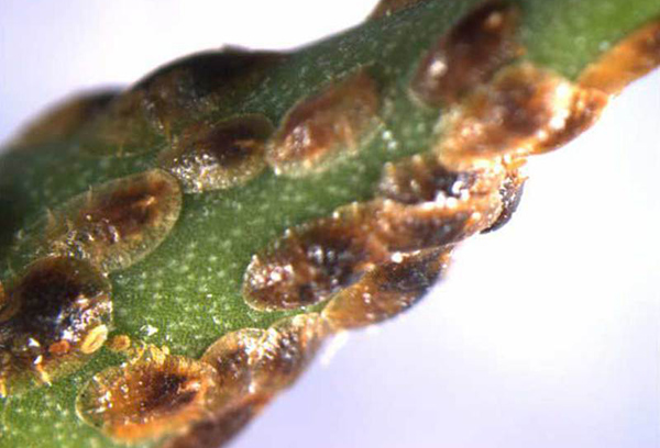 Scale on the stem of anthurium