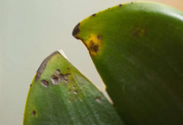 Anthracnose orchideeën