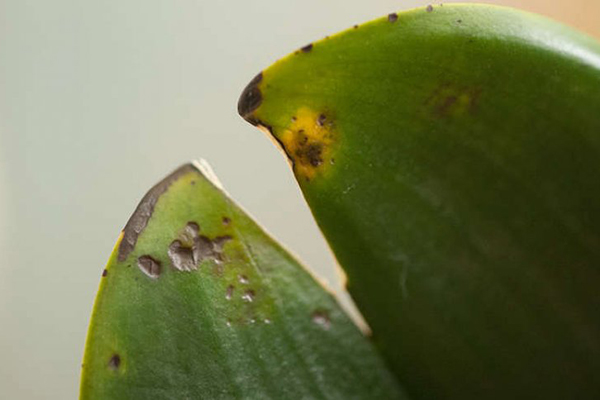 Anthracnose orchids