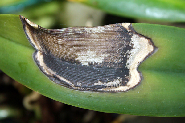 Orquídea antracnosis lanzada