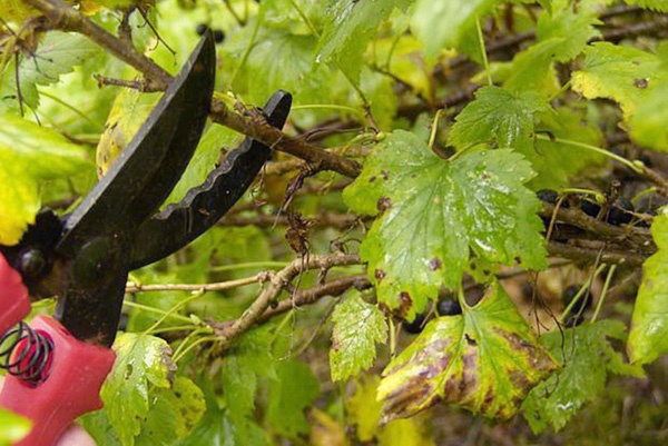 Pruning currants affected by anthracnose