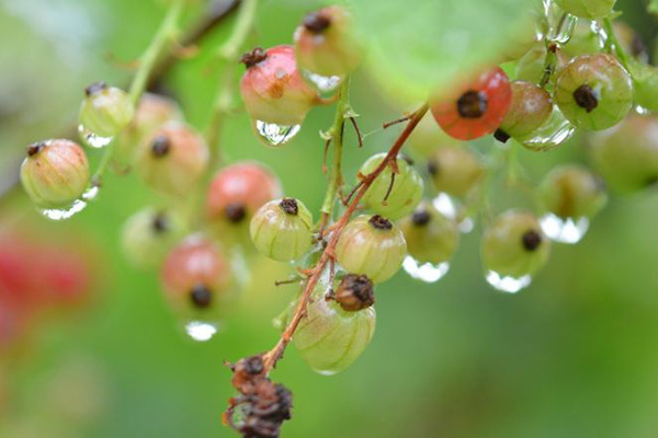 Currant in the rain